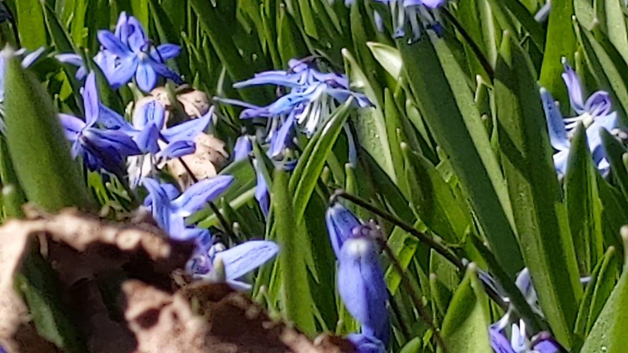 Honeybee on Scilla siberica