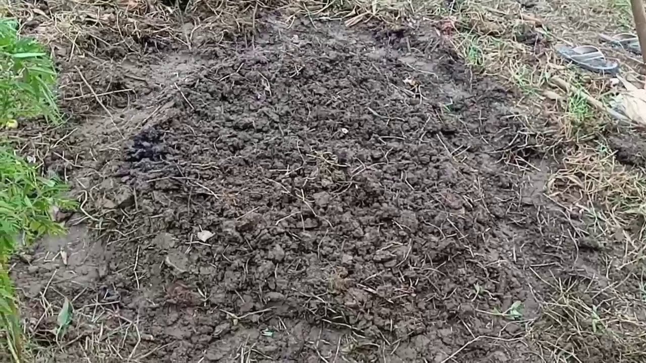 1 to 60 days  Marigold flower growth