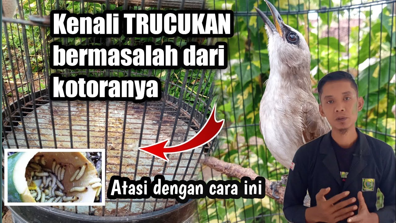 Jika kotoran TRUCUKAN sudah begini Pasti bermasalah,kenali kode ini