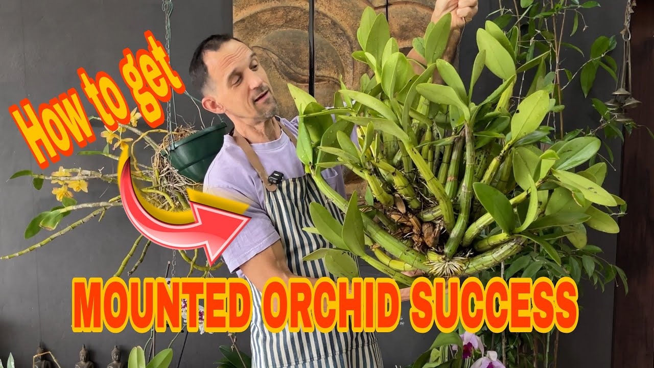 EXPERT Orchid Mounting with proven success