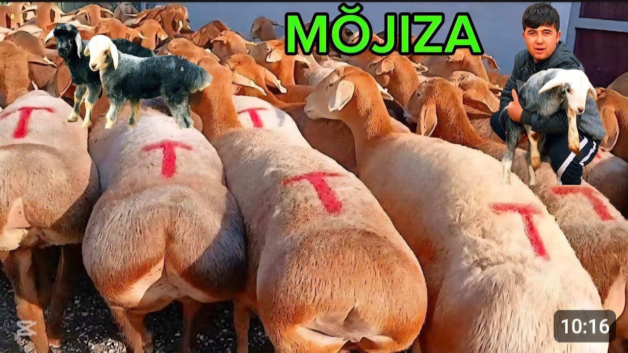 1200 mig SARIQ BOLAGA NAQ EKAZAKCHI BŎĞOZ ONA BOL MOʻJIZALAR KELDI 500 MIG ARZON SHOSHILIG