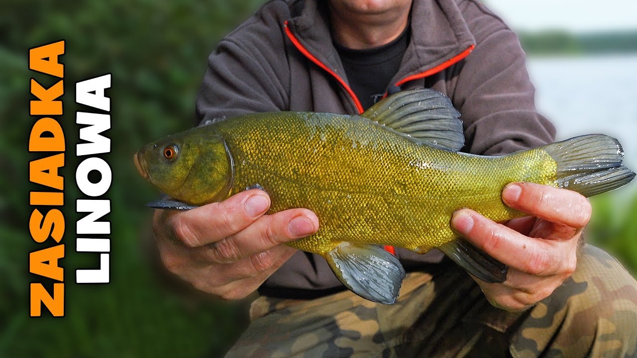 Wędkarstwo i łowienie linów | Lin na pęczak | Łowienie ryb na spławik i method feeder - DAWNA WT !