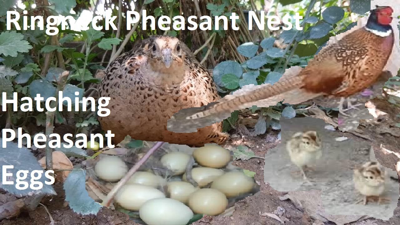 Ringneck Pheasant Nest - Hatching Pheasant Eggs