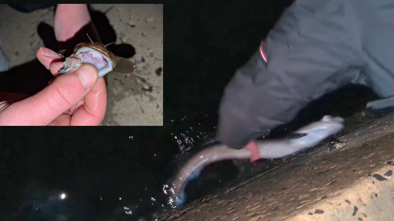ROUGH GROUND CONGER EELS Fishing - Congers, Pollack and MORE