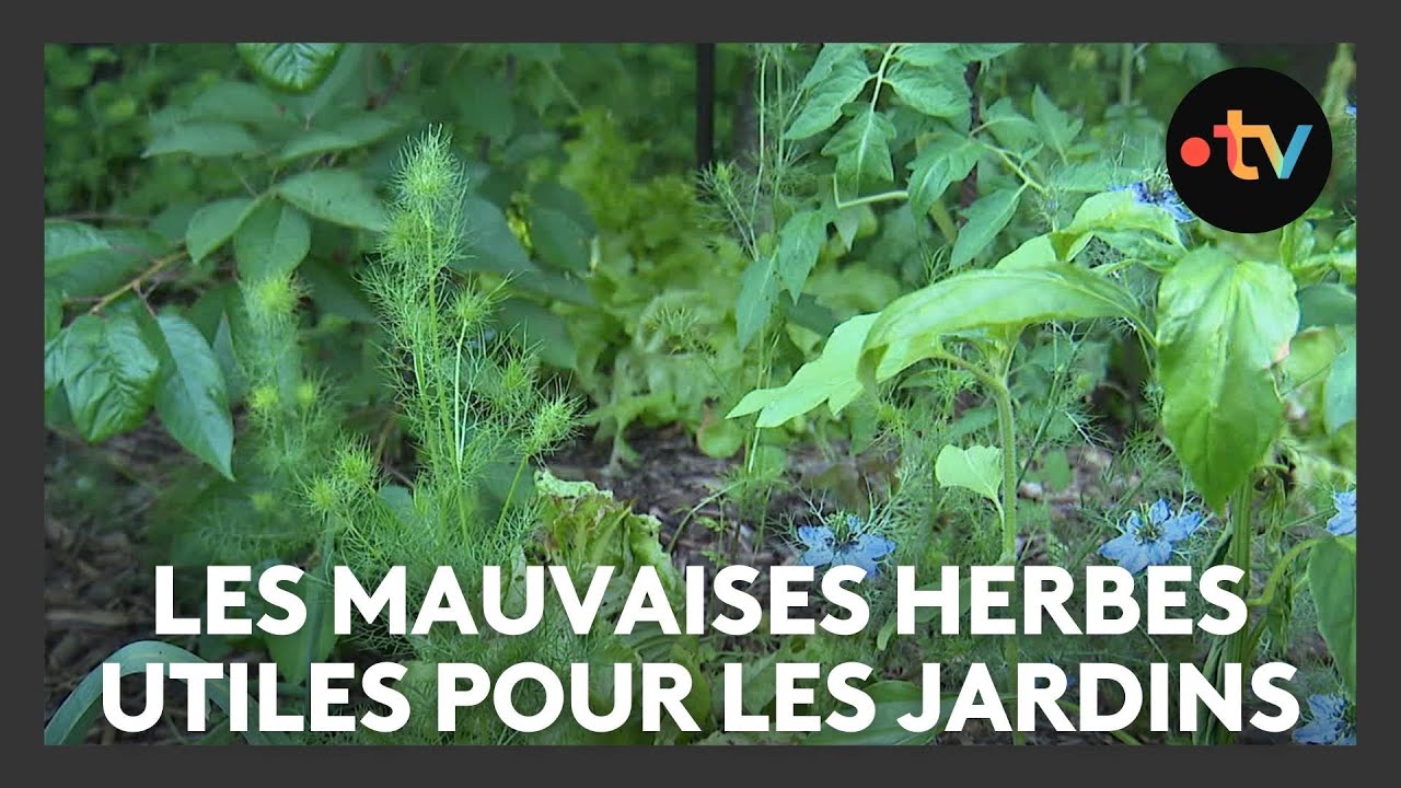 Ces herbes pas si mauvaises : les mauvaises herbes utiles pour les jardins