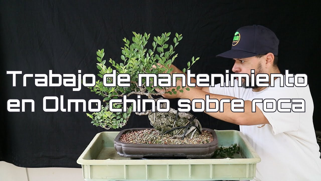 Trabajo de mantenimiento en Olmo chino sobre roca y Mangle botón– Amabi Bonsai Tropical Puerto Rico