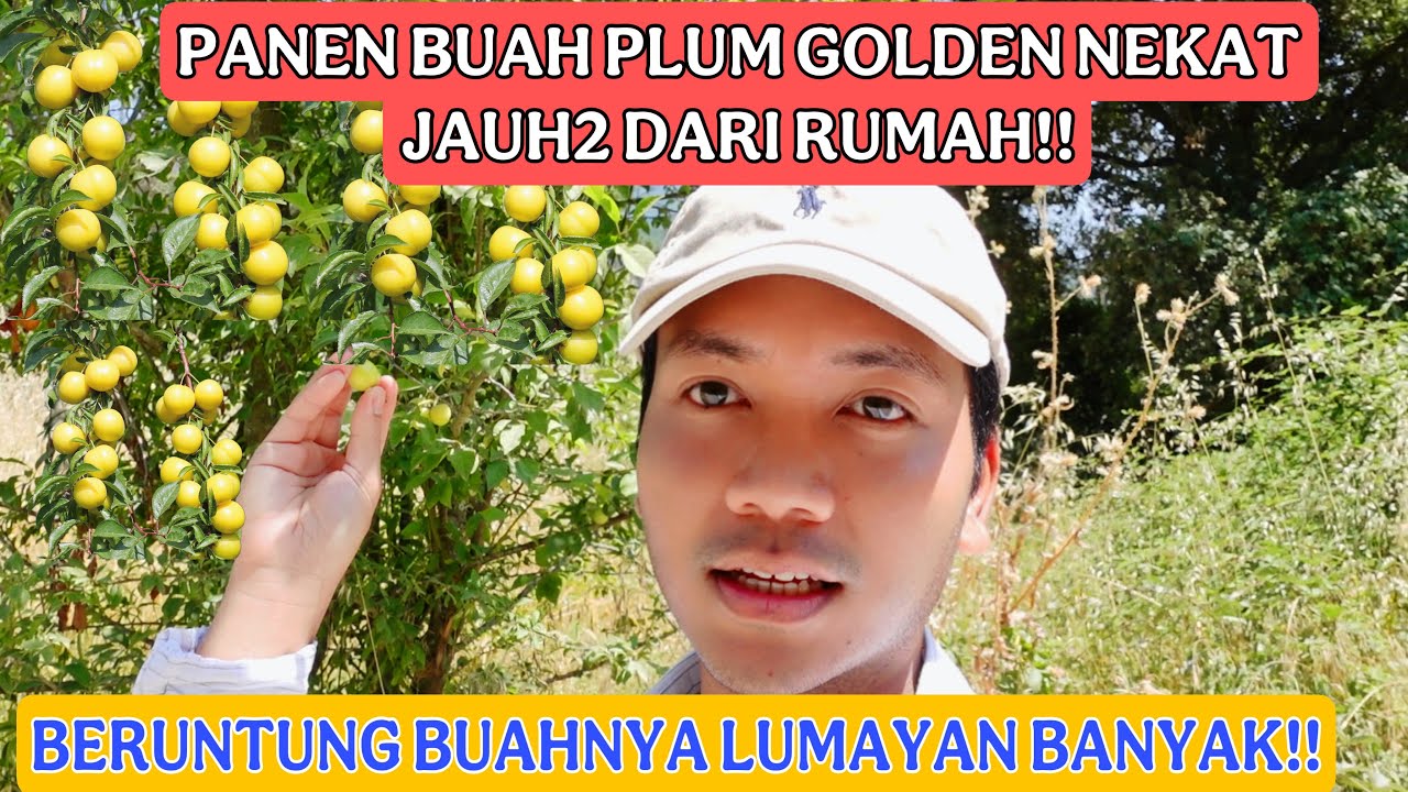 PANEN BUAH PLUM GOLDEN NEKAT JAUH2 DARI RUMAH!! UNTUNG BUAHNYA LUMAYAN !!