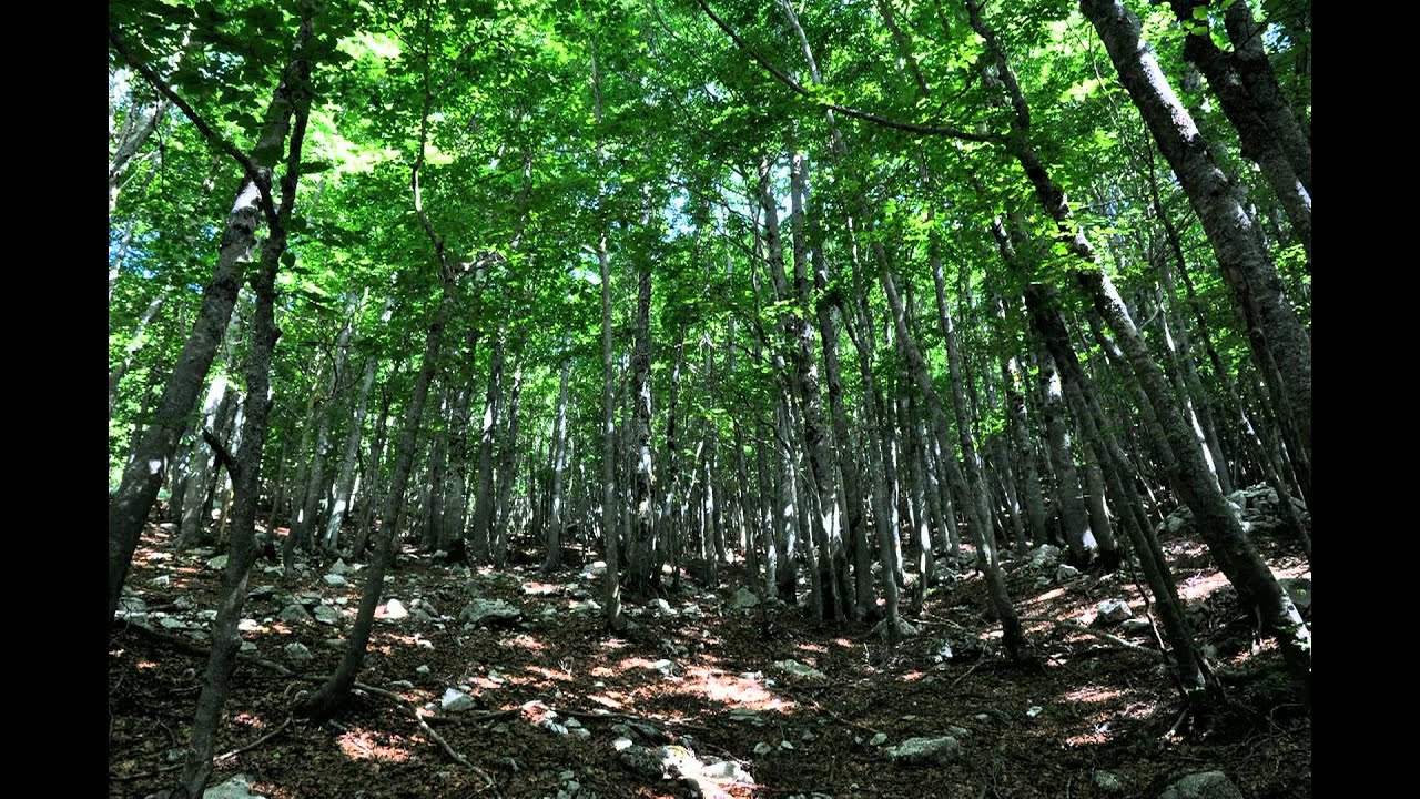 Immagini e pensieri da Campoli Appennino e dintorni