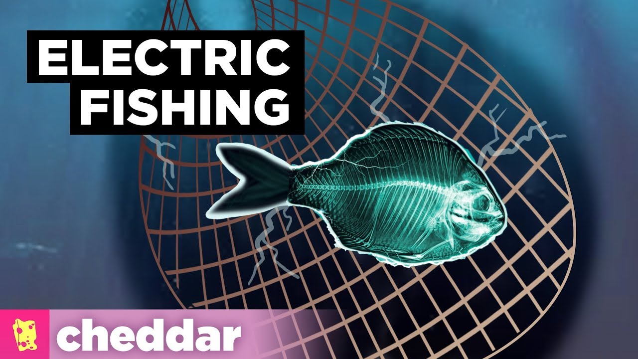 Is Electric Fishing Cheating Our Oceans?