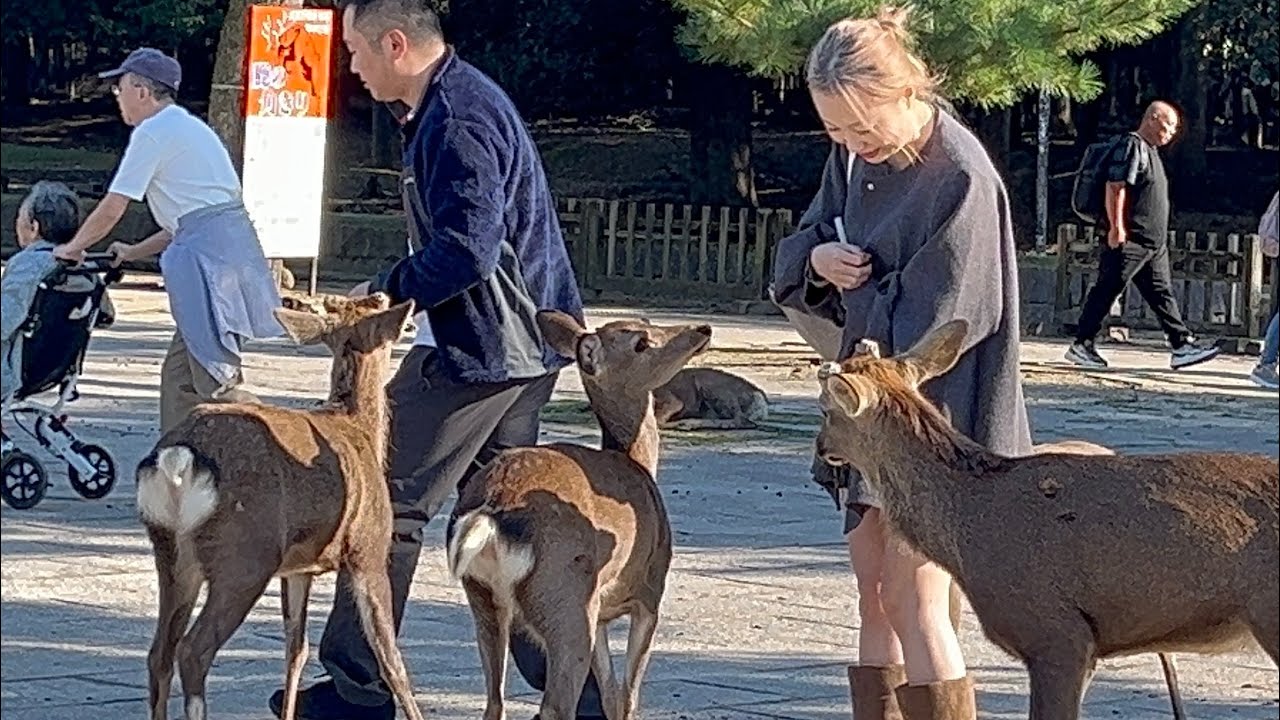 冬の鹿寄せ😍🫎沢山の鹿さんが集つまりまし😱た観光客も感激 Japan Nara Park Deer 🦌!