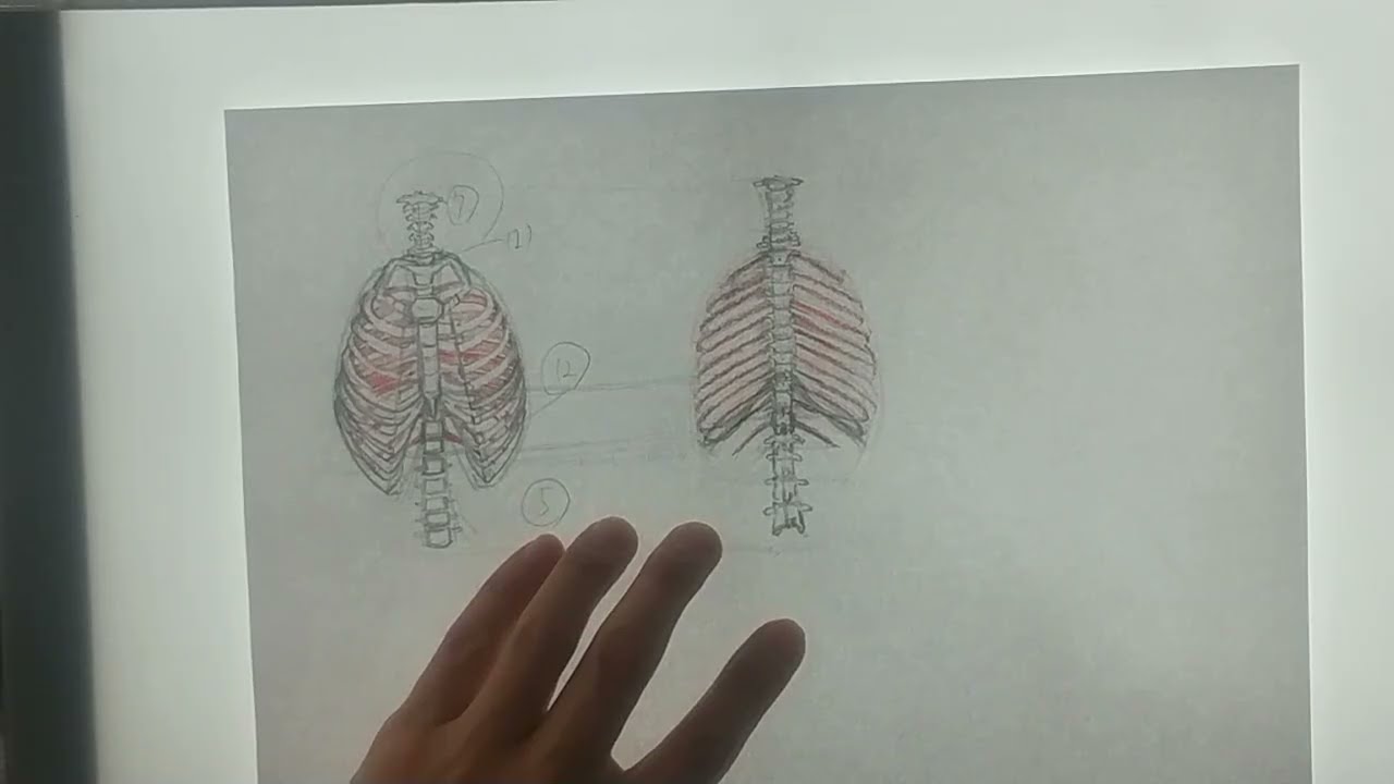 練習10（胸部1）※4倍速