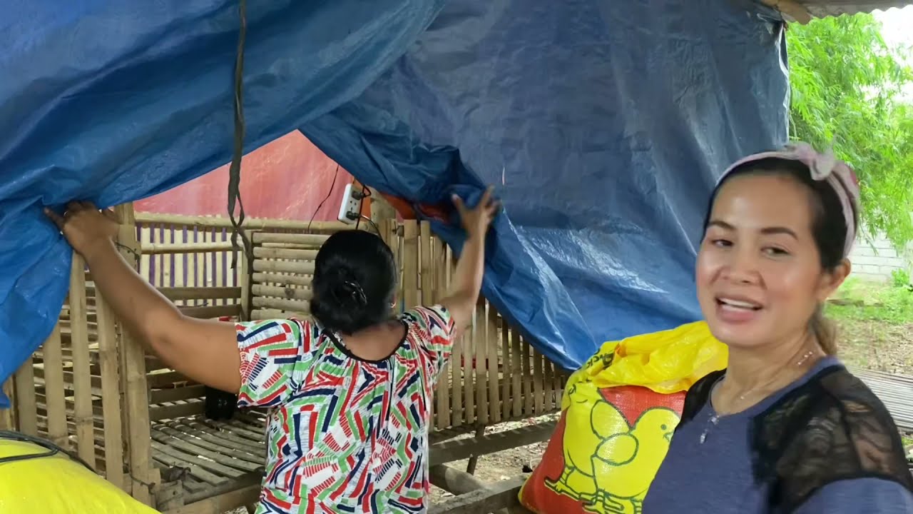 Broiler at RTL pwedeng sabay alagaan para mas malaki ang kita. (Backyard farming)