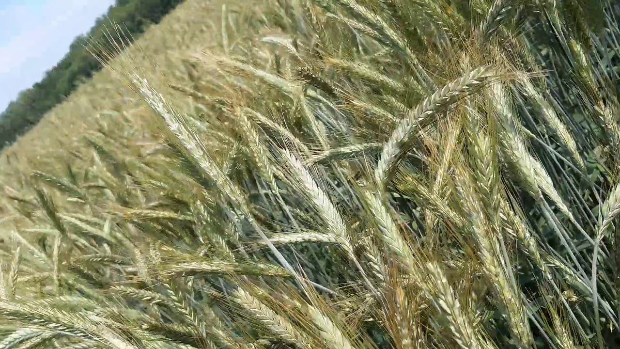 Pobieranie prób glebowych, szkodnik w pszenżycie Borowik