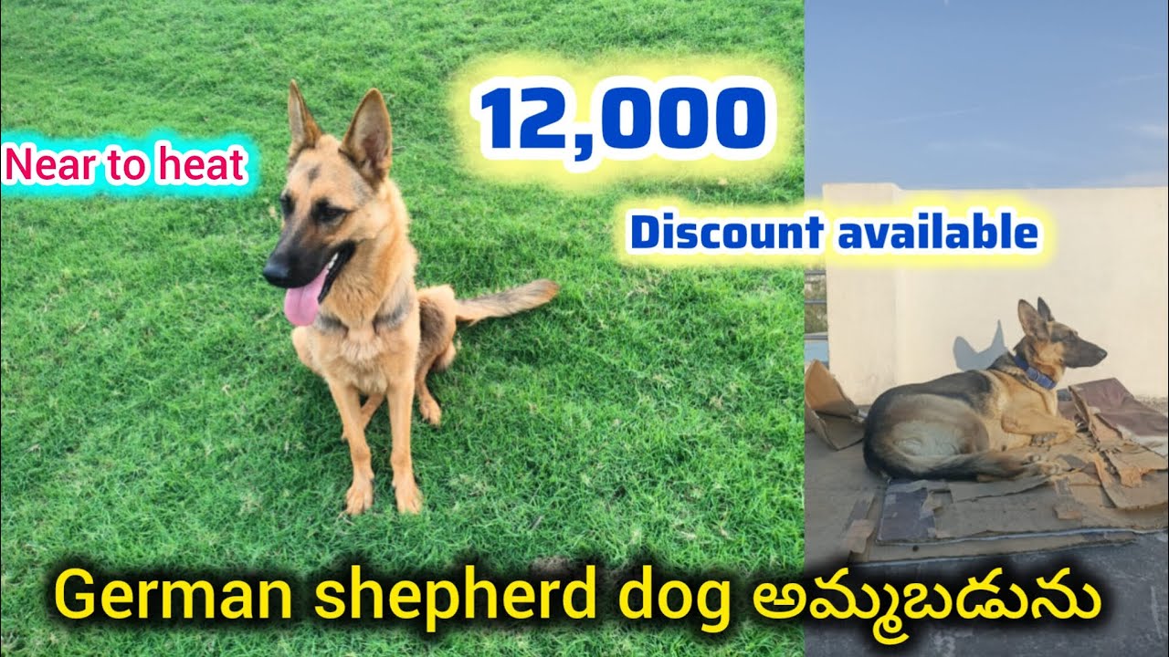 Good quality german shepherd dog for sale in telugu/9391611675/BGS pets 