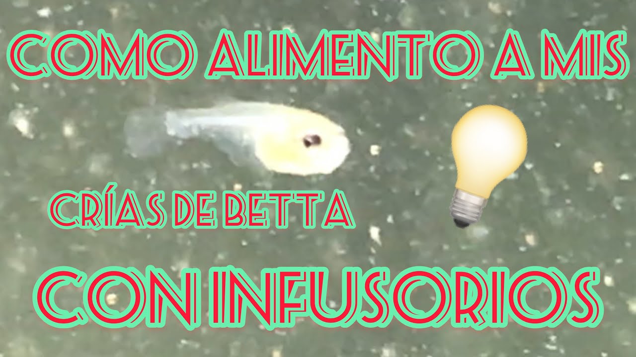 TUTORIAL como hacer iINFUSORIOS DE PAPA para tus alevines de betta