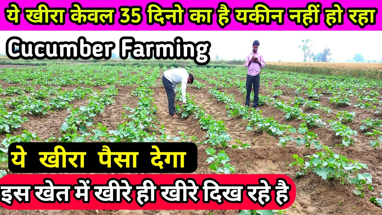35 दिनो की खीरे की खेती देखो || kheere ki kheti kaise kre || kheere ki harvesting | kheera ki kheti
