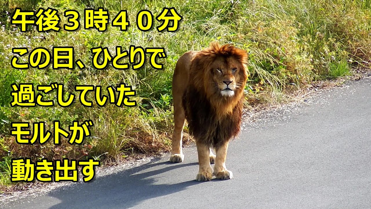 モルトが動き出すと女性陣も　〜 Lion (ライオン)〜　多摩動物公園