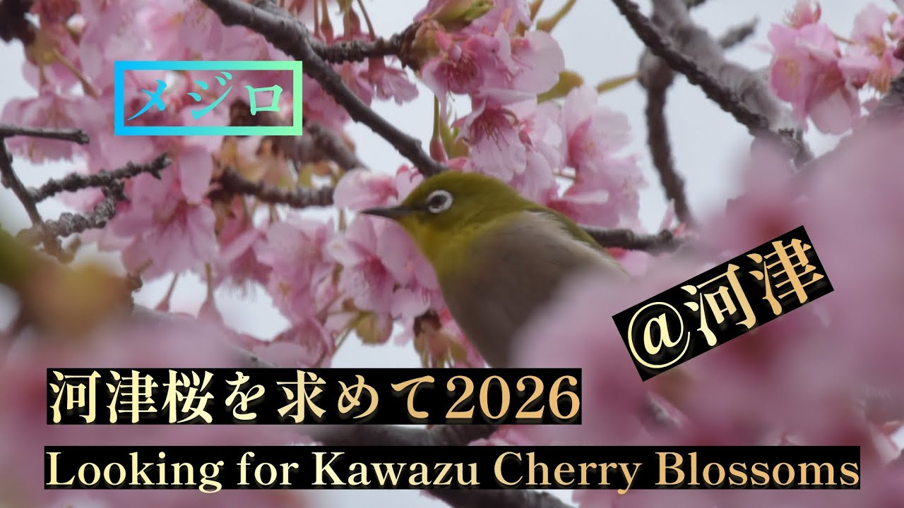 河津桜を求めて2026＠静岡県河津町