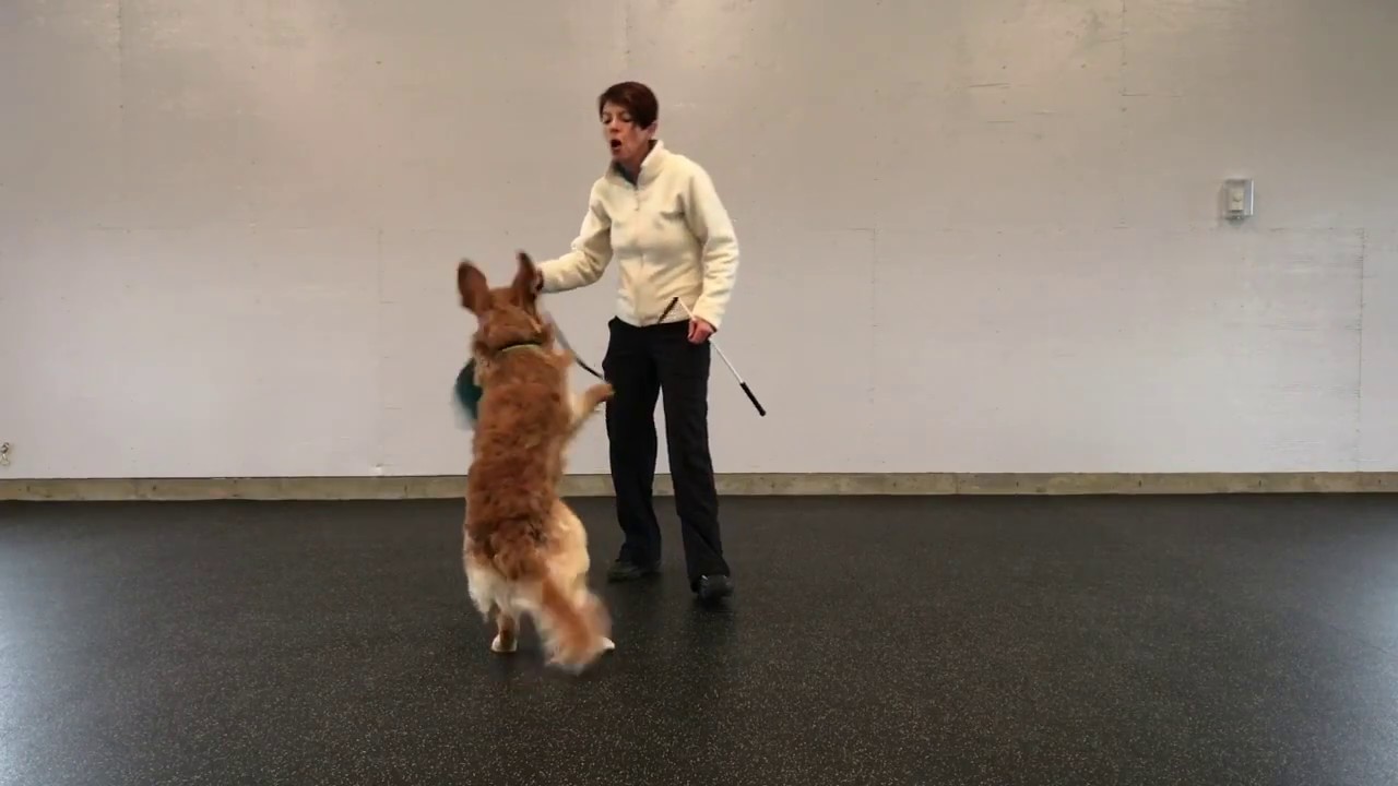Flirt Pole for impulse control & focus - competition obedience