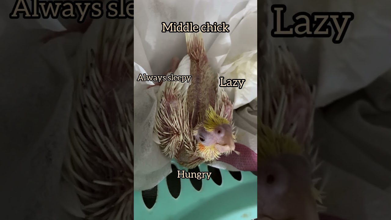 Meet the new cockatiel chicks #birds #ytshorts #shorts #shortvideo #shortsfeed #shortsviral #short