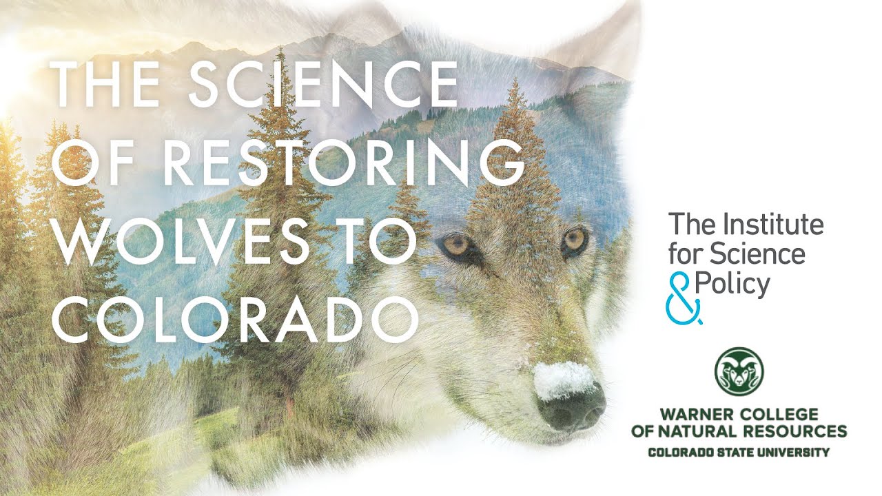 The Science of Restoring Wolves to Colorado