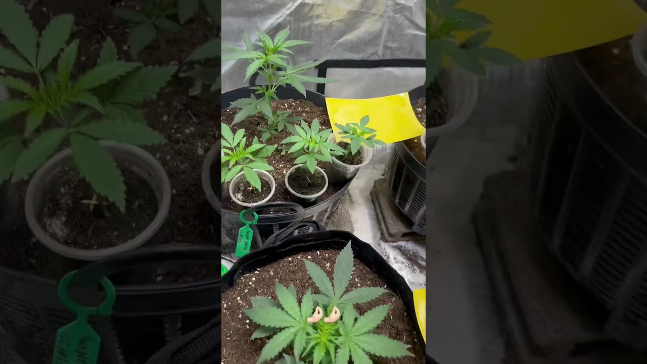 Gorilla cookies Auto and Purple punch Auto by #seedstocker #highspeedbud #cannabis #indoor