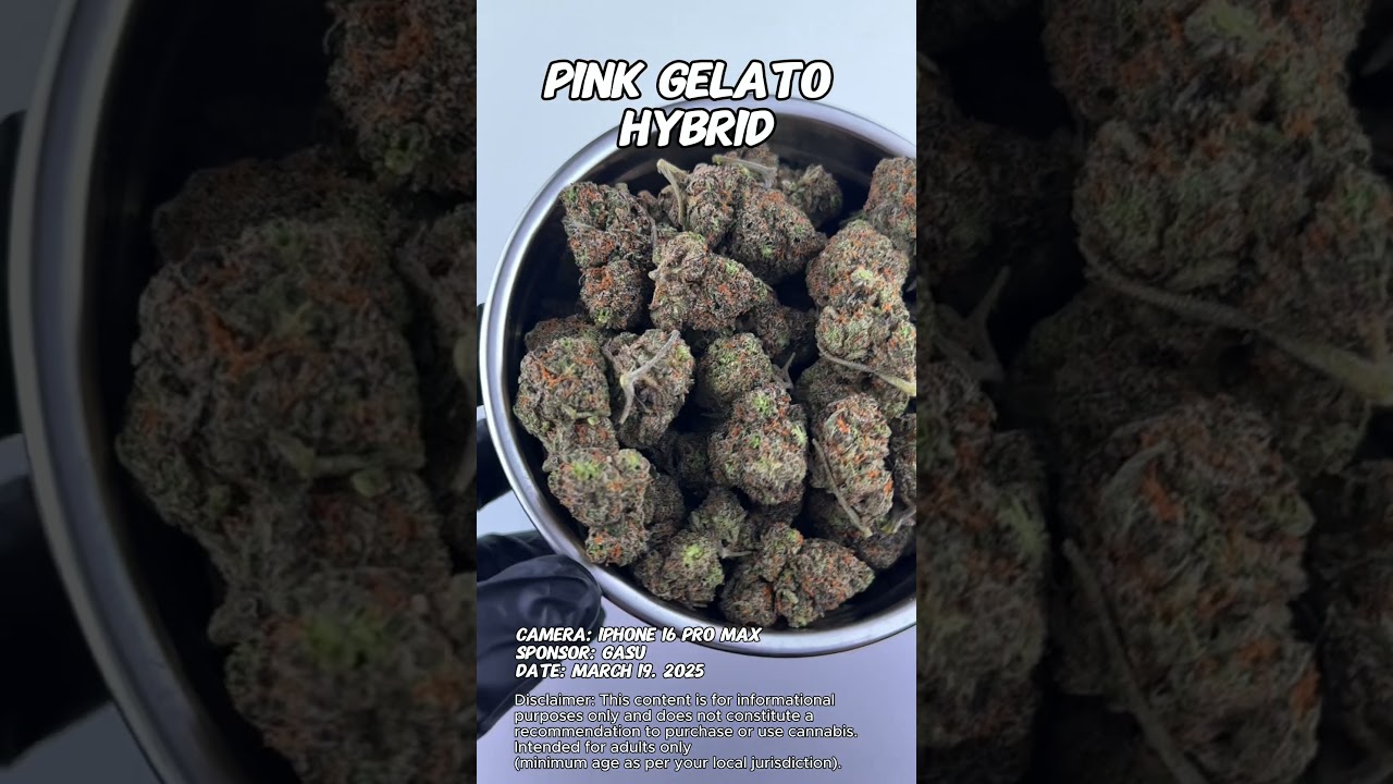 Pink Gelato | Gasu Sponsored | Strain Spotlight