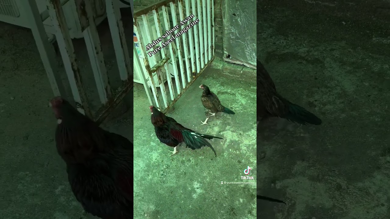 Amroha pair | pure amroha |