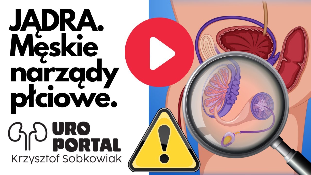 Jądra. Męskie narządy płciowe. Rozmiar jąder. Produkcja plemnik&oacute;w. Wytrysk nasienia. URO - PORTAL #6