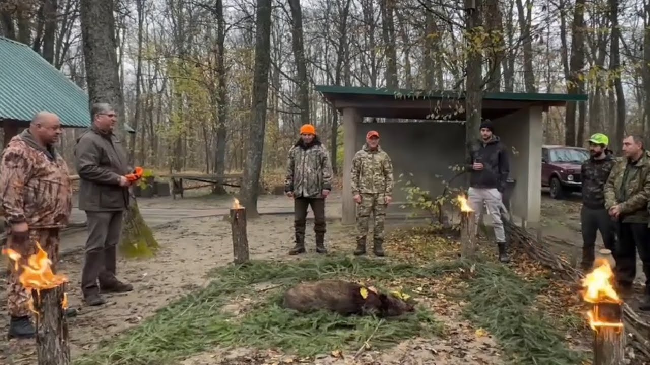 ОХОТА на КАБАНА с ЛАЙКАМИ, начало сезона, из архива.VÎNĂTOARE la MISTREȚI cu câini de toamnă, arhiva