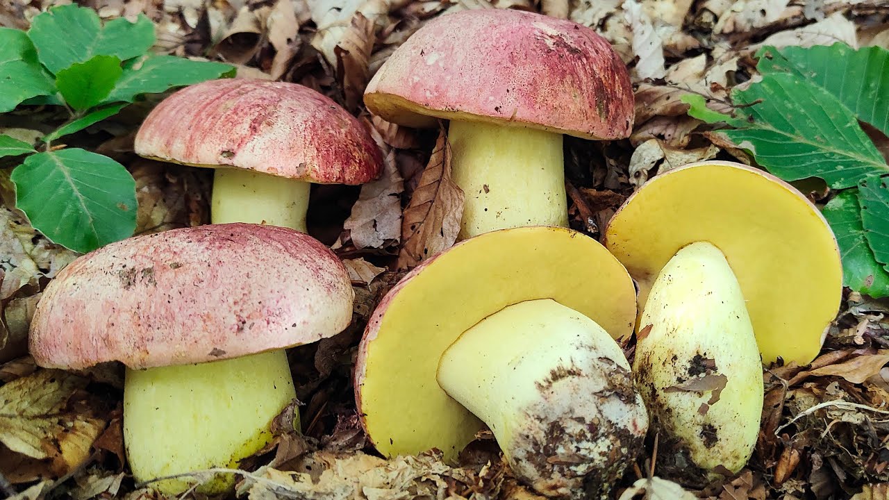Butyriboletus regius: il porcino 