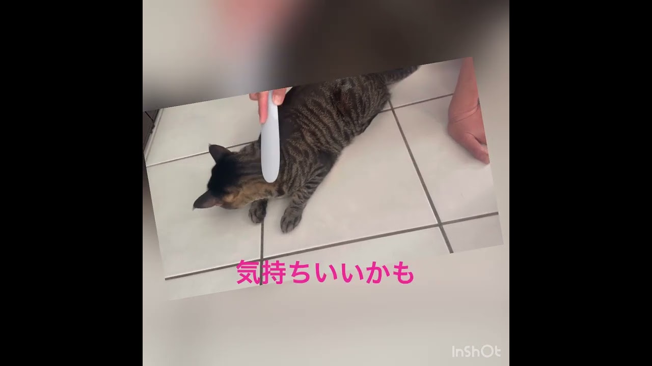 ワタオカねこじゃすり❗️❗️やってみた😍