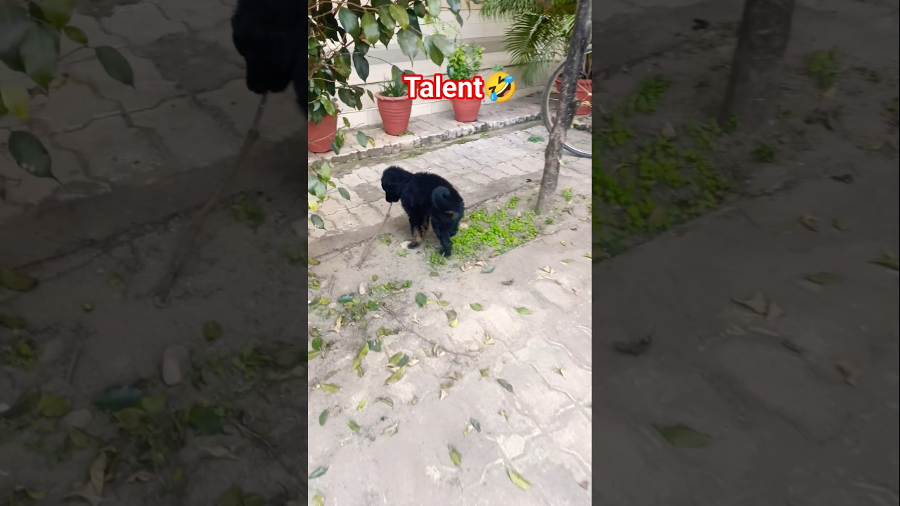 talent 🤣 