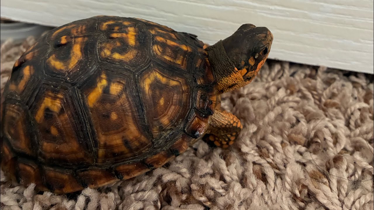 “Daily vlog 13”!#turtle #reptiles #snake #2026 #pets #love #life #nature 