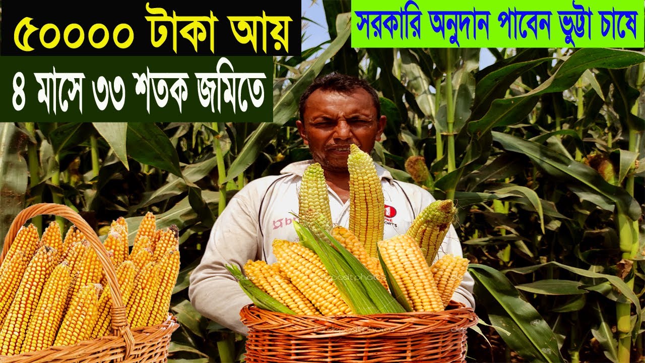 ভুট্টা চাষ করে ৫০০০০ টাকা আয় - চাষ পদ্ধতি ও আয় ব্যয় - লাভজনক ব্যবসা অল্প খরচে - Corn Farming