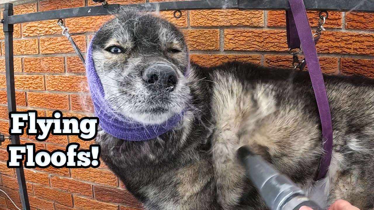 It's Snowing Husky Fur! Cleaning Three Shedding Dogs