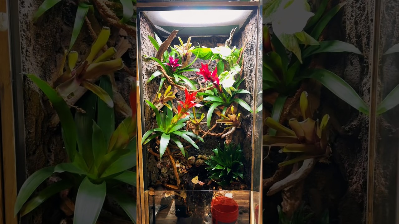 Red eyed tree frog vivarium part 2 🐸#frog #vivarium #treefrog #reptiles