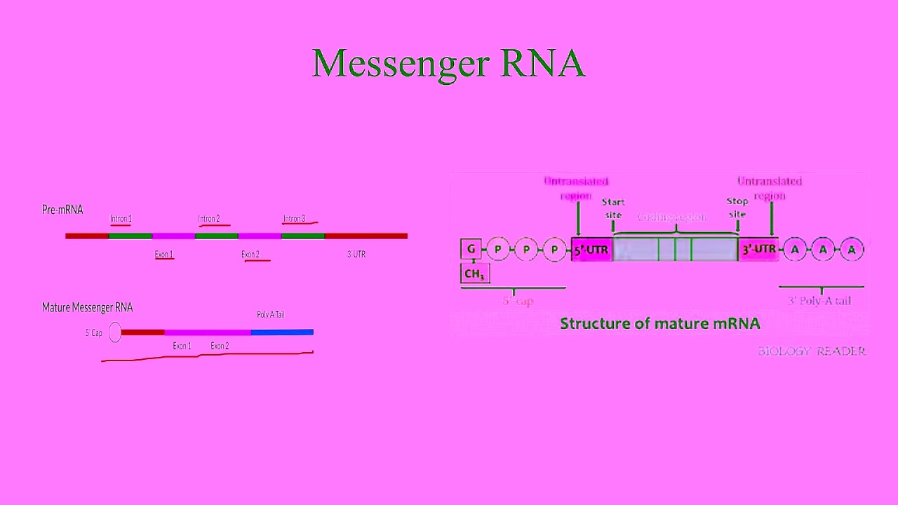 RNA structure and function