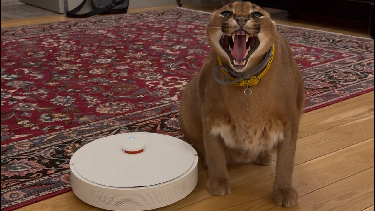 Pumba beats vacuum