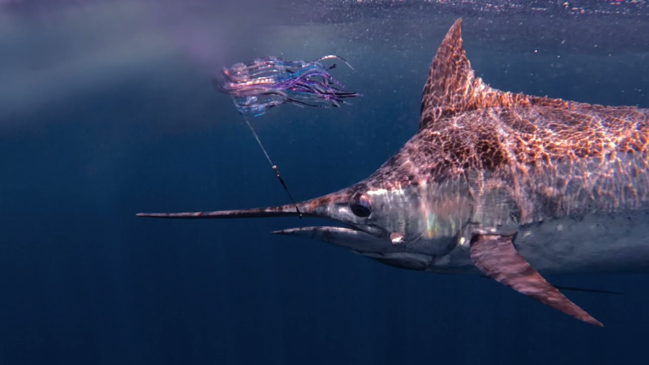 Peak Sportfishing Montage