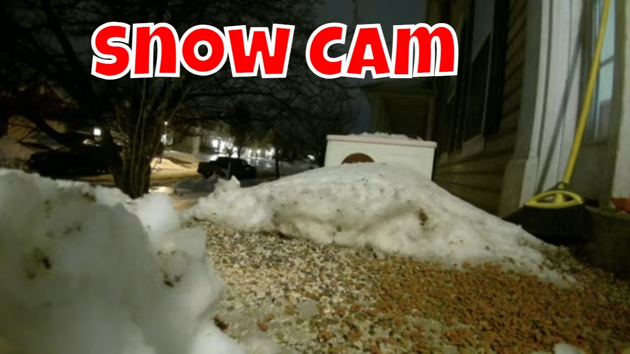 Live Wildlife In The Snow Cam Sunday!