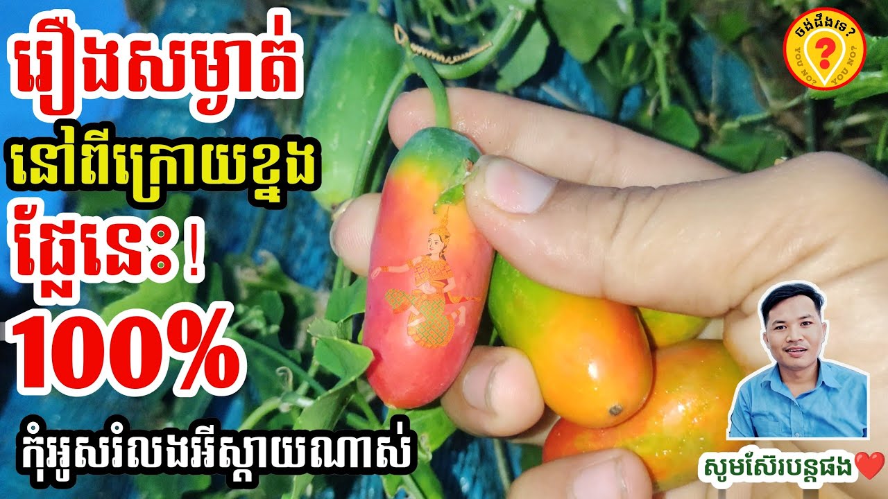 Best Khmer Traditional Plants Ivy gourd ស្លឹកបាសជាបន្លែល្អបំផុត ជាអាហារទិព្វដែលទេវតាប្រទាន