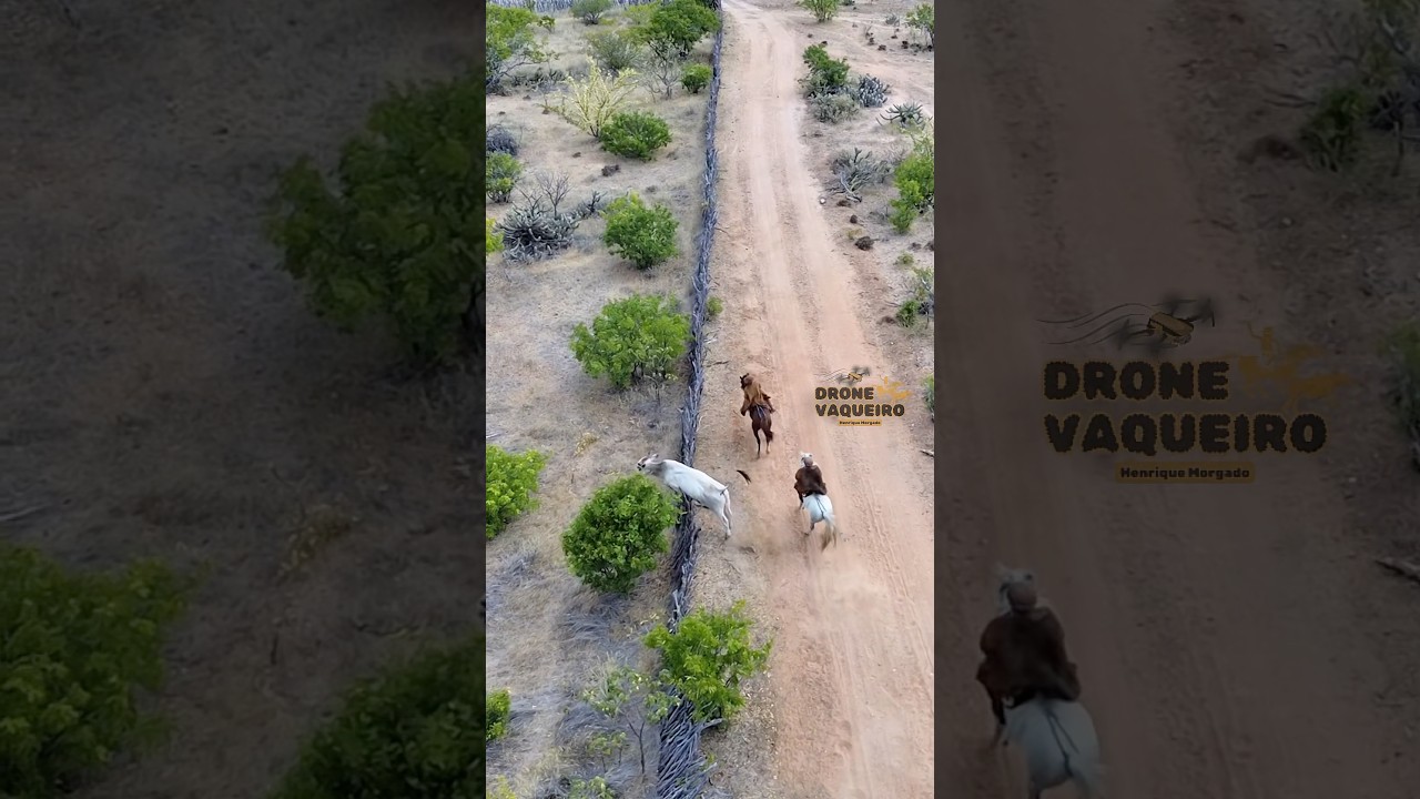 Pense num boi ligeiro #pegadeboinomato #vaqueiro #cavalo #drone