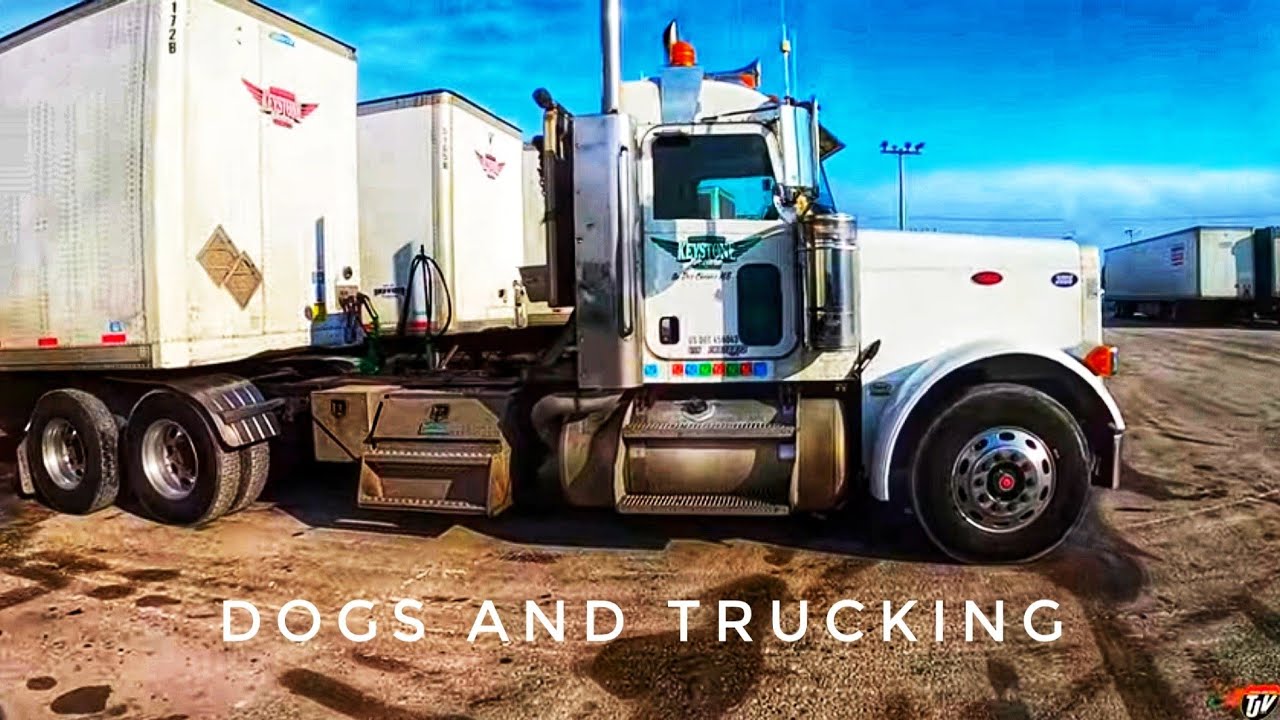 DOGS AND TRUCKING | My Trucking Life | Vlog #2503
