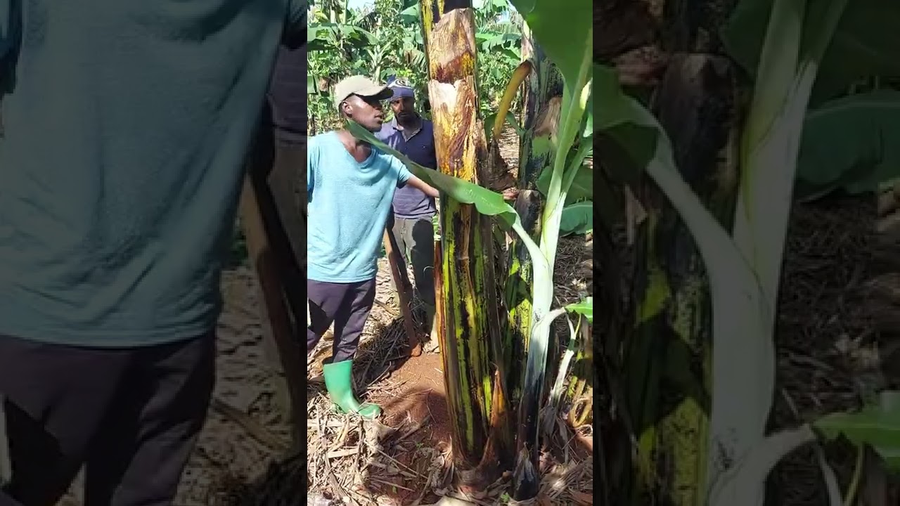 DESUCKERING  IN BANANA