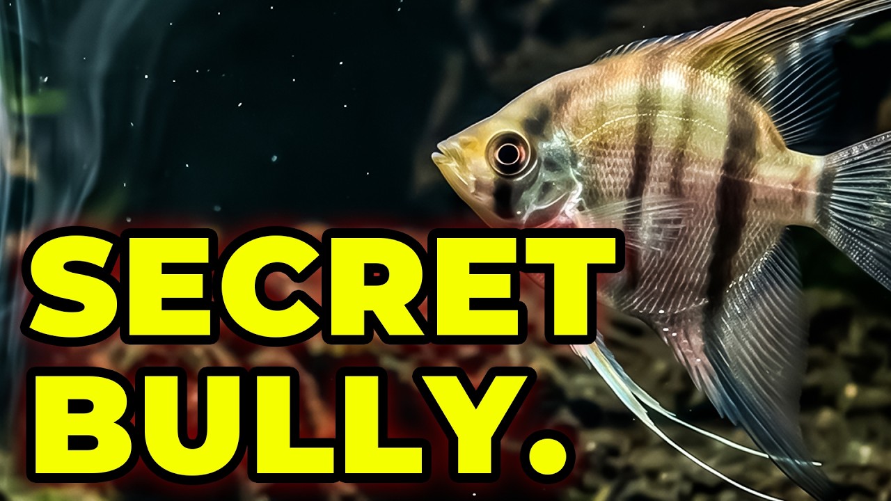 Top 5 Peaceful Fish You&rsquo;ll REGRET Buying! Major Mistake!