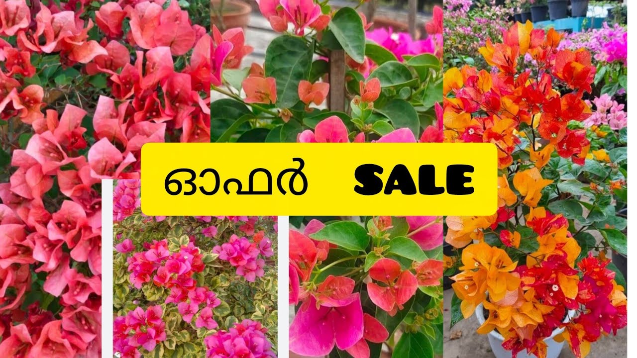 HYBRID  BOUGANVILLA  OFFER SALE....