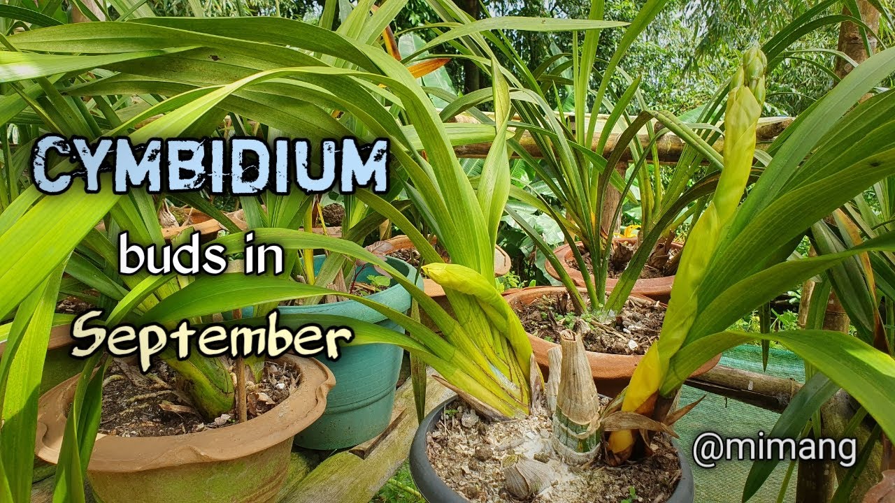 Cymbidium Buds in September / Mimang Vlog //