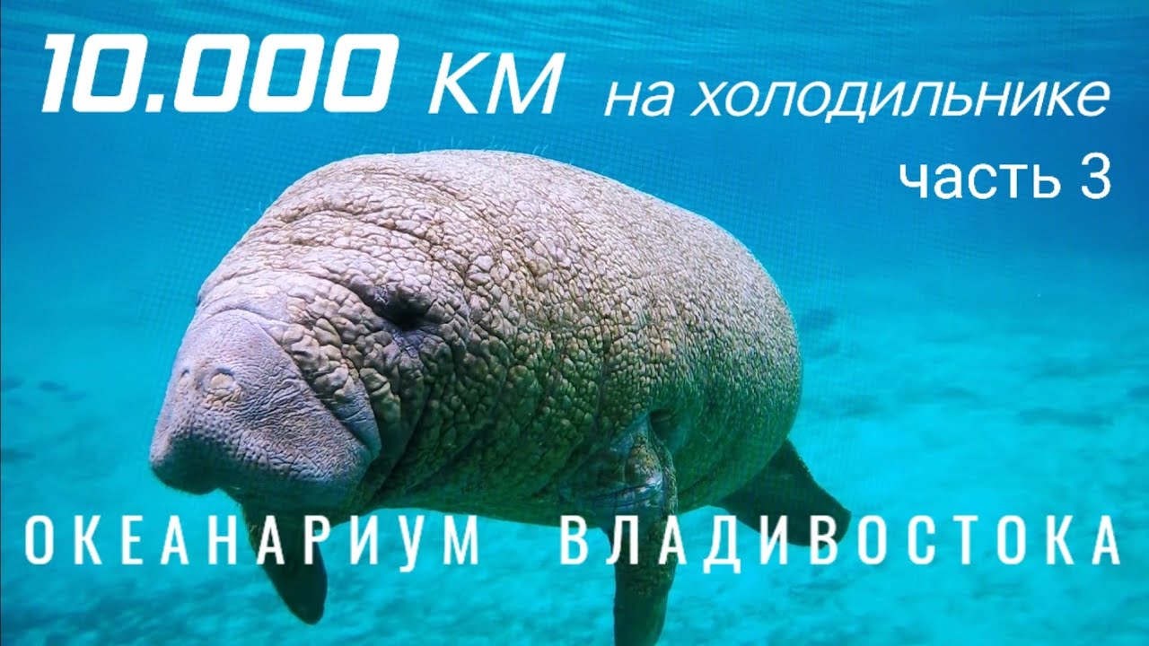 Океанариум Владивостока. 10000 км на холодильнике. Часть 3