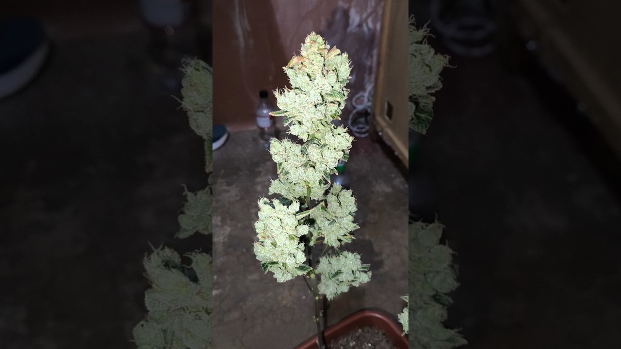 Amn&eacute;sia haze auto. ficou muito top